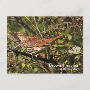 Briefkaart van bruine Thrasher