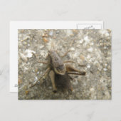Briefkaart van bruine velcricket (Voorkant / Achterkant)