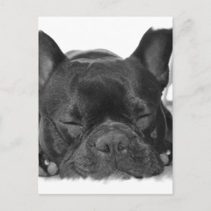 Briefkaart van Bulldog