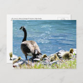 Briefkaart van Canadese ganzen (mam en babes) (Voorkant / Achterkant)