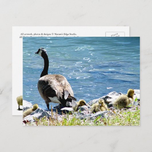 Briefkaart van Canadese ganzen (mam en babes) (Voorkant / Achterkant)