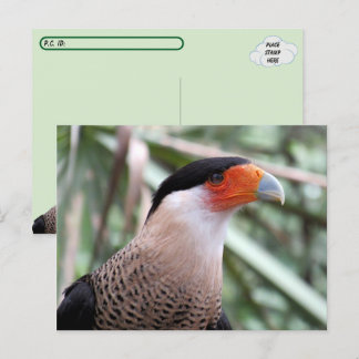 Briefkaart van Caracara Postkruising Crested