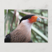Briefkaart van Caracara Postkruising Crested (Voorkant)