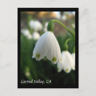 Briefkaart van Carmel Valley Flowers