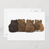 Briefkaart van cavia's (Voorkant / Achterkant)