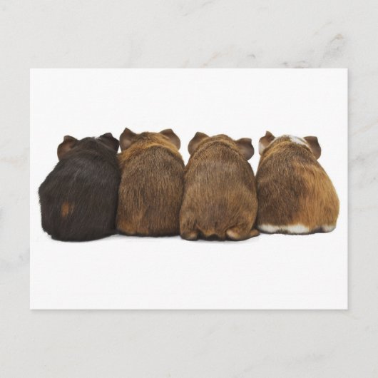 Briefkaart van cavia's (Voorkant)