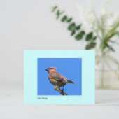 Briefkaart van Cedar Waxwing (Staand voorkant)