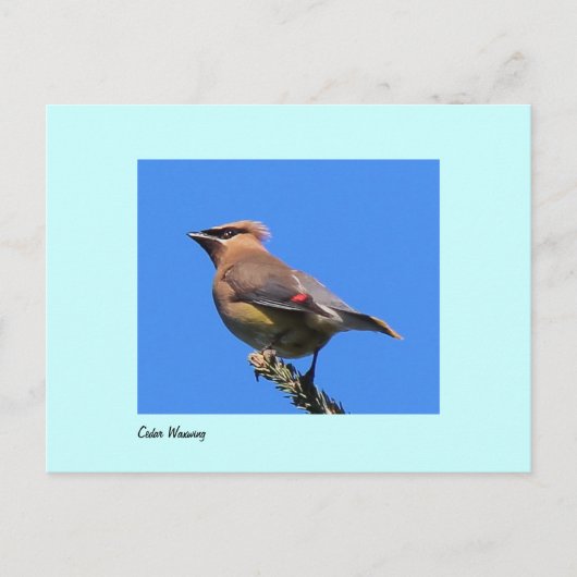 Briefkaart van Cedar Waxwing (Voorkant)