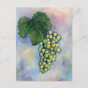 Briefkaart van Chardonnay Wine Grapes