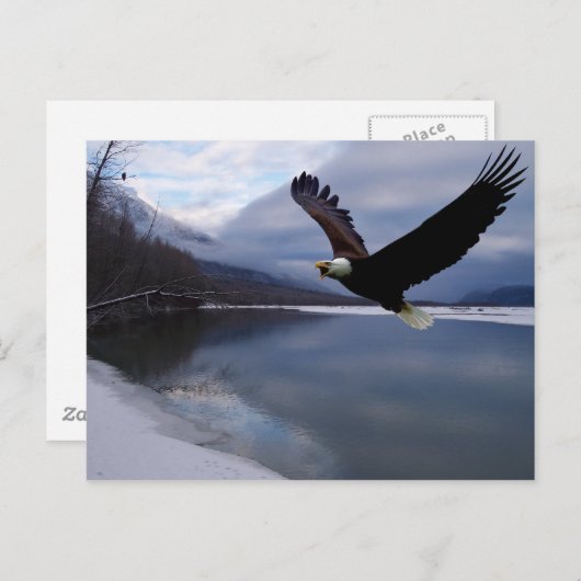 Briefkaart van Chilkat Eagle Preserve (Voorkant / Achterkant)