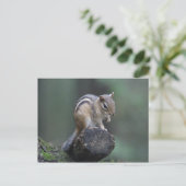 Briefkaart van Chipmunk (Staand voorkant)
