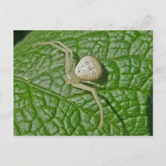 Briefkaart van Crab Spider (Voorkant)