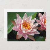 Briefkaart van de aankondiging van Water Lily Beau (Voorkant / Achterkant)