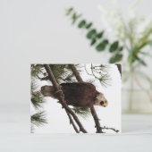 briefkaart van de amerikaanse balsle (Staand voorkant)