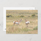 Briefkaart van de antilope in Yellowstone (Voorkant / Achterkant)