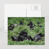 Briefkaart van de berggorilla-groep (Voorkant / Achterkant)