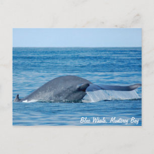 Briefkaart van de blauwe vinvis