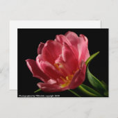 Briefkaart van de bloei-lentevloer met dubbele tul (Voorkant / Achterkant)