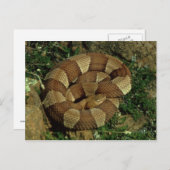 briefkaart van de brede kopslang (Voorkant / Achterkant)