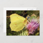 Briefkaart van de Brimstone-tijger (Voorkant / Achterkant)