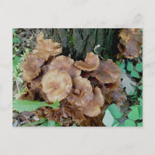 Briefkaart van de bruine paddenstoel-kolonie