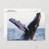 Briefkaart van de bulgwalvis (Voorkant / Achterkant)