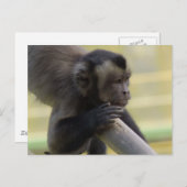 Briefkaart van de Capuchin-aap (Voorkant / Achterkant)