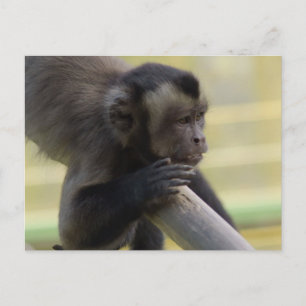 Briefkaart van de Capuchin-aap