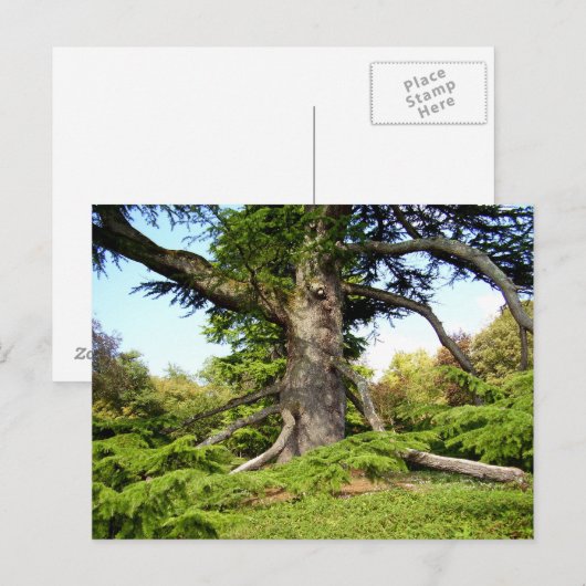 Briefkaart van de Cedar-of-Libanon-boom (Voorkant / Achterkant)