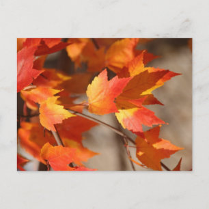 Briefkaart van de Falling Reds
