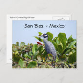 Briefkaart van de Gele Crowned Night Heron (Voorkant / Achterkant)