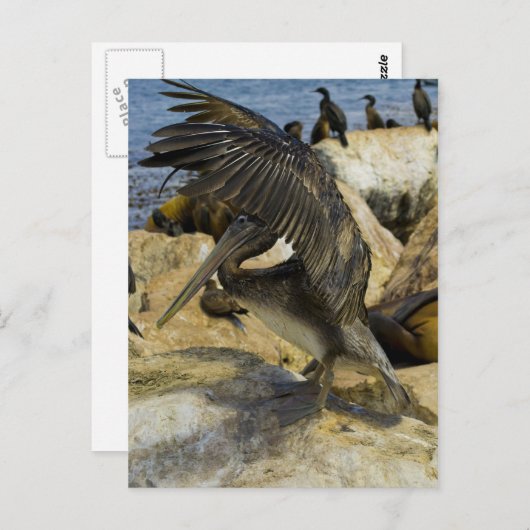 Briefkaart van de Golving Pelican (Voorkant / Achterkant)