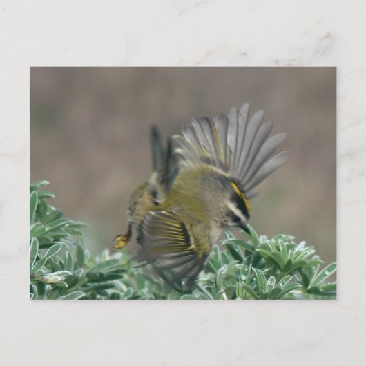 Briefkaart van de gouden koninglet (Voorkant)