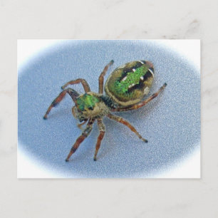 Briefkaart van de groene spin (Salticidae)