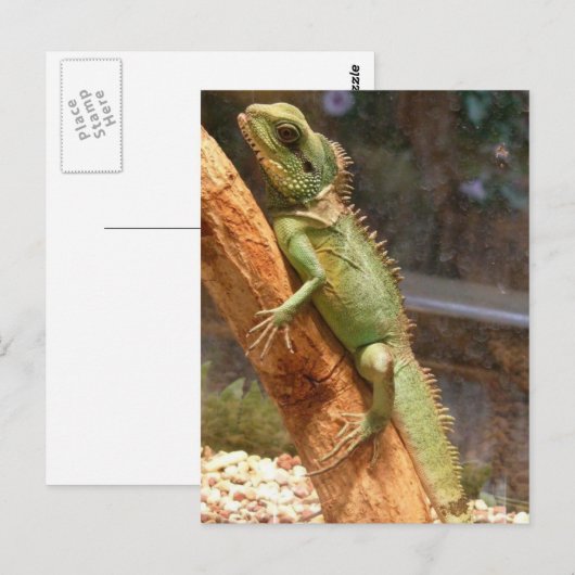 Briefkaart van de hagedis die de boom beklimmen (Voorkant / Achterkant)