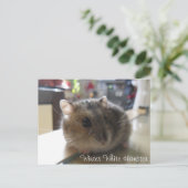 Briefkaart van de Hamster van de winter het Witte (Staand voorkant)