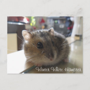 Briefkaart van de Hamster van de winter het Witte