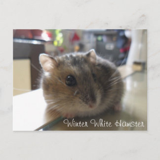 Briefkaart van de Hamster van de winter het Witte