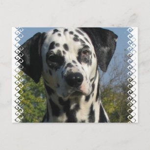 Briefkaart van de heilige Dalmatiaan