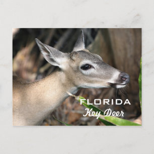 Briefkaart van de Herten van Florida het Zeer