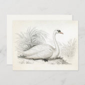   Briefkaart van de Illustratie Swan (Voorkant / Achterkant)