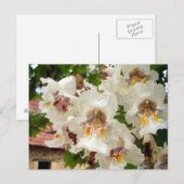 Briefkaart van de Indische Bean Tree Flowers (Voorkant / Achterkant)