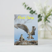 Briefkaart van de jonge Florida Ospreys (Staand voorkant)