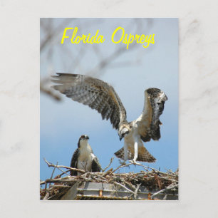 Briefkaart van de jonge Florida Ospreys