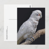 Briefkaart van de katoenbioscoop van Goffin (Voorkant / Achterkant)