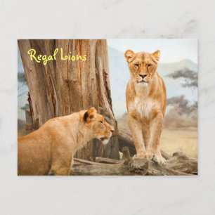 Briefkaart van de koninklijke leeuwen