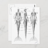 Briefkaart van de mermaïde musculatuur (Voorkant / Achterkant)
