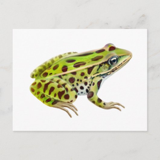 Briefkaart van de Noordelijke kever (Voorkant)
