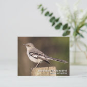 Briefkaart van de noordpoolvogel (Staand voorkant)