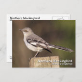 Briefkaart van de noordpoolvogel (Voorkant / Achterkant)
